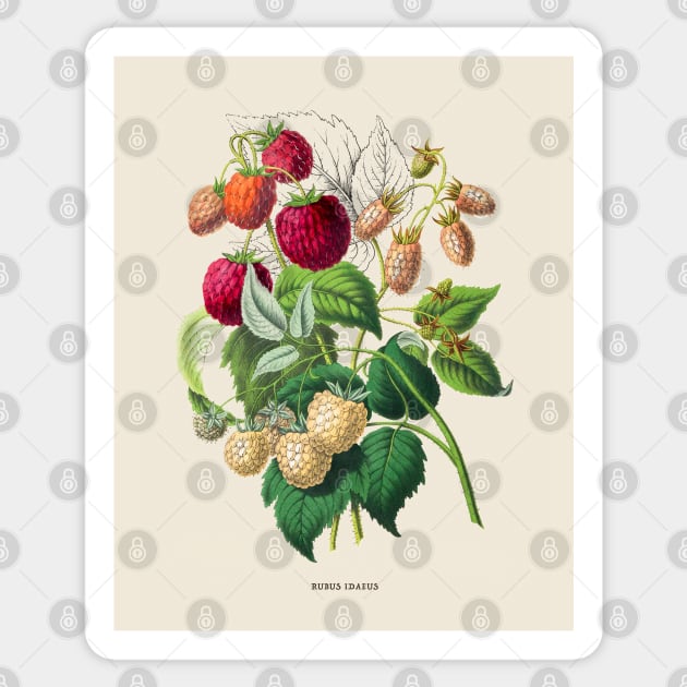 Red Raspberry Antique Botanical Illustration Sticker by Antiquated Art